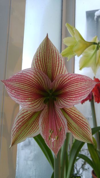  - papilio - papilio hibrid - magic star