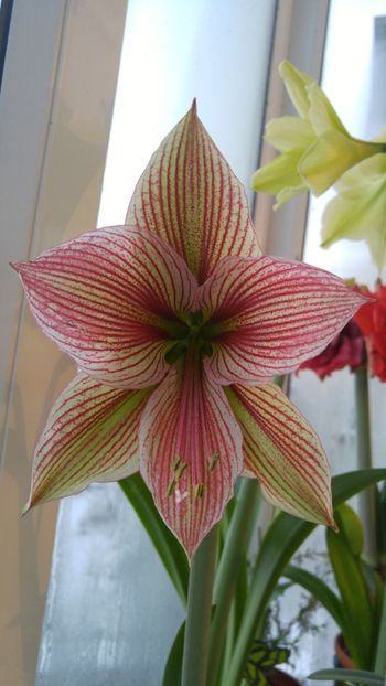  - papilio - papilio hibrid - magic star