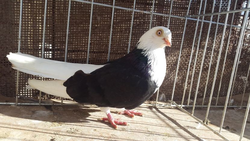 mascul 2 - galateni negri cuada alba 2018