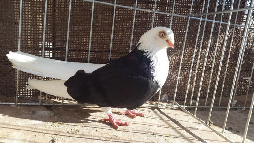 mascul 2 - galateni negri cuada alba 2018