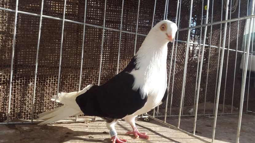 femela 3 - galateni negri cuada alba 2018