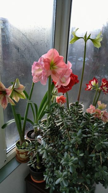  - Hippeastrum 2017 2018