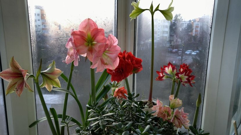 - Hippeastrum 2017 2018