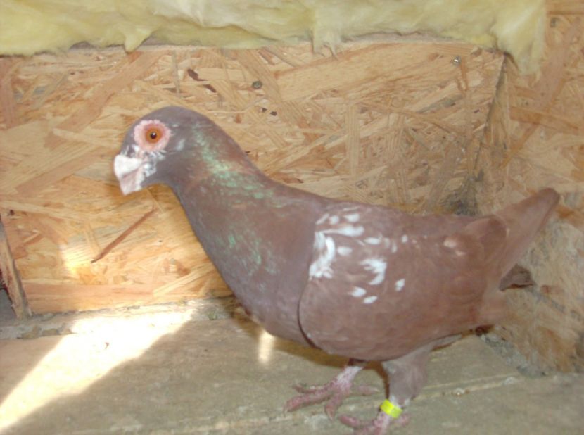 mascul 2017 - Carunculati de oradea