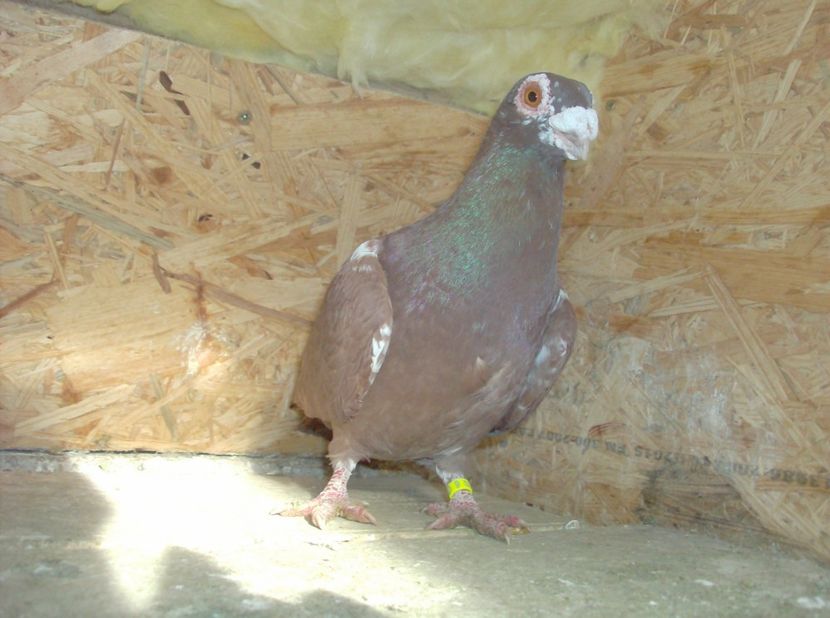  - Carunculati de oradea