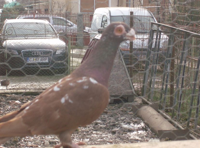  - Carunculati de oradea