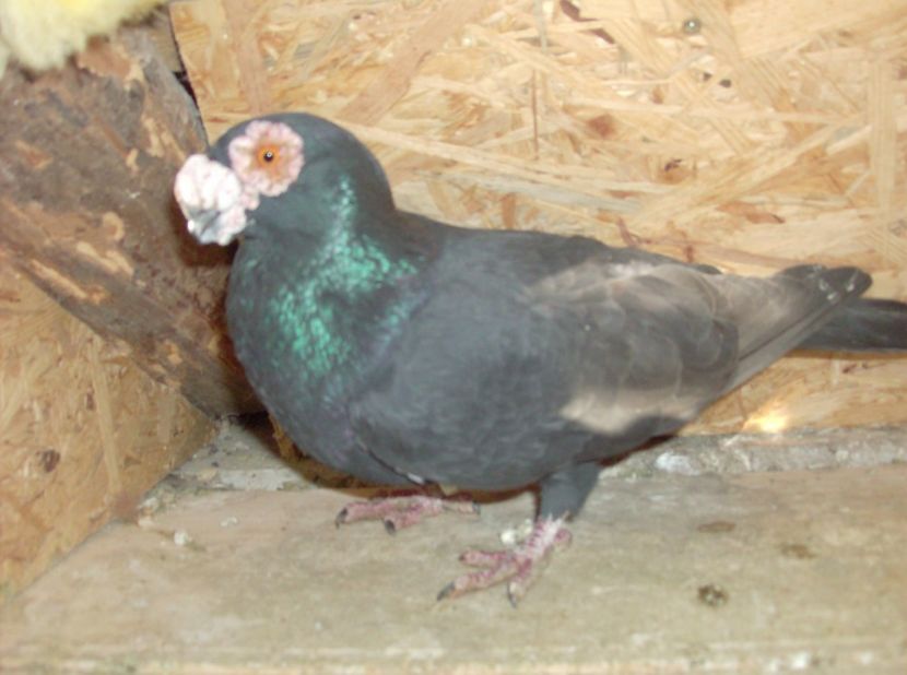  - Carunculati de oradea