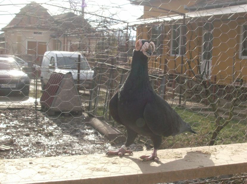  - Carunculati de oradea