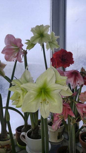  - Hippeastrum 2017 2018