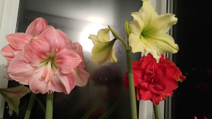  - Hippeastrum 2017 2018
