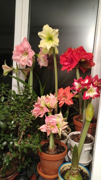  - Hippeastrum 2017 2018