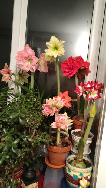  - Hippeastrum 2017 2018