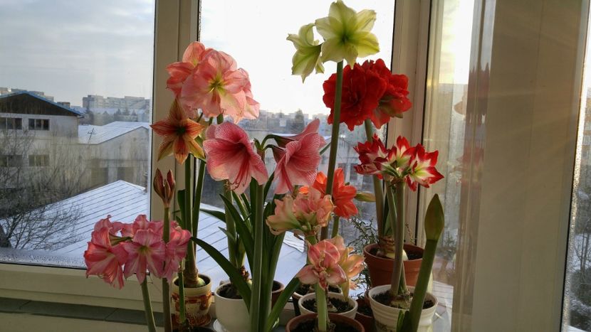  - Hippeastrum 2017 2018