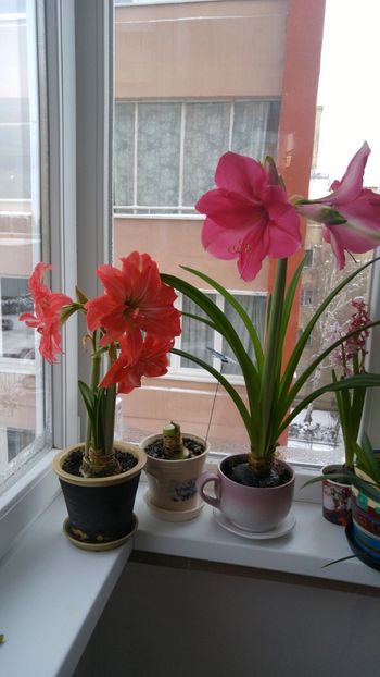  - pink surprise dec 2017 ian 2018