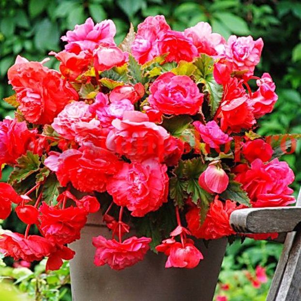 Bulbi Begonia Curgatoare Roz - Bulbi Flori Primavara 2018