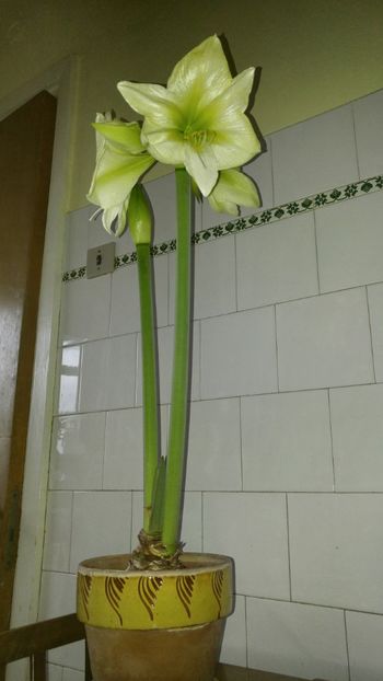  - lemon lime si lemon star ian 2018