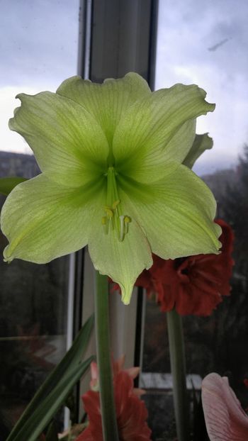  - lemon lime si lemon star ian 2018