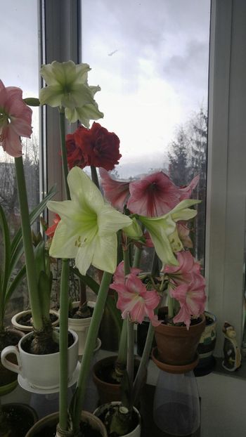  - Hippeastrum 2017 2018