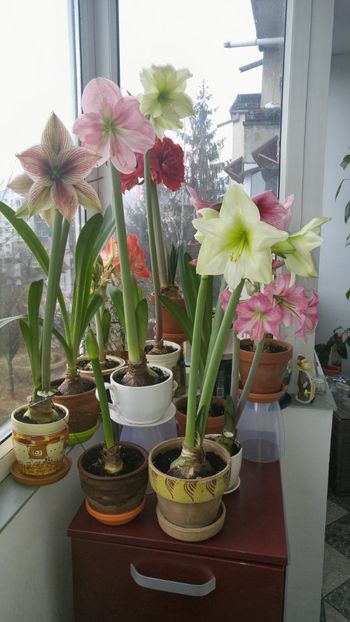 - Hippeastrum 2017 2018