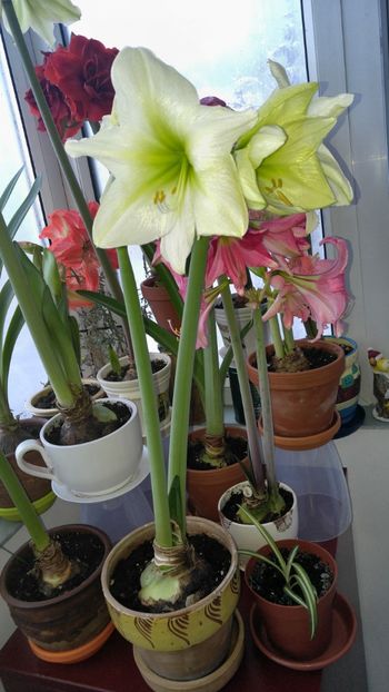  - Hippeastrum 2017 2018