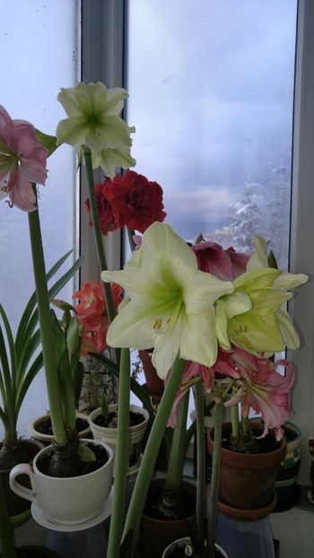  - Hippeastrum 2017 2018