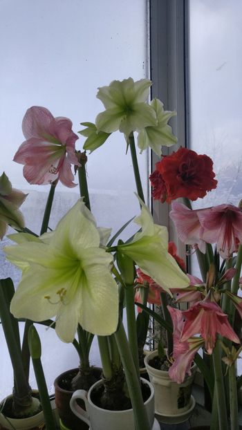 - Hippeastrum 2017 2018