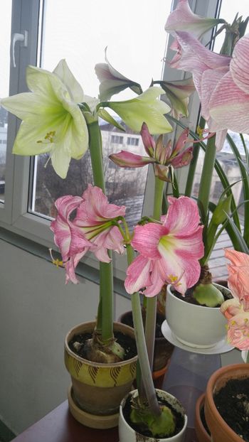  - Hippeastrum 2017 2018