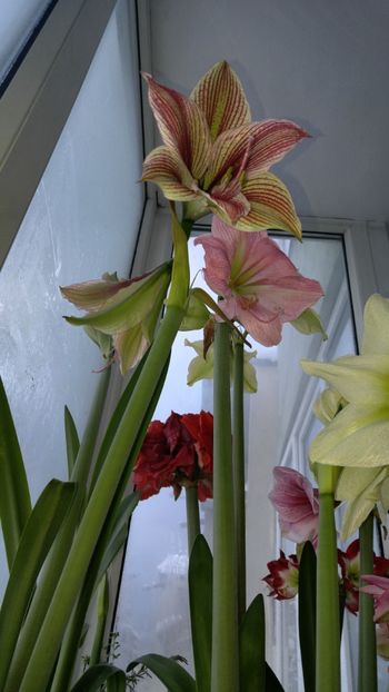  - Hippeastrum 2017 2018