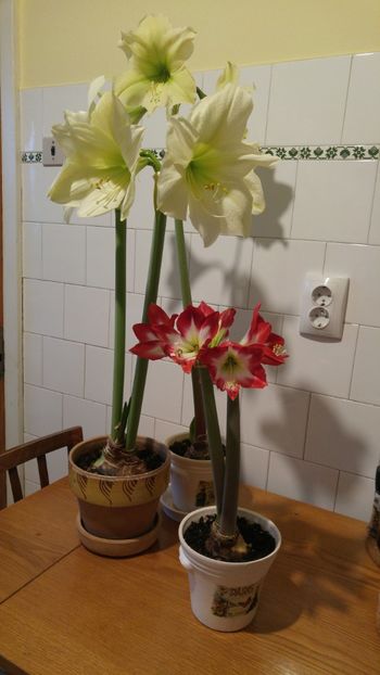  - Hippeastrum 2017 2018