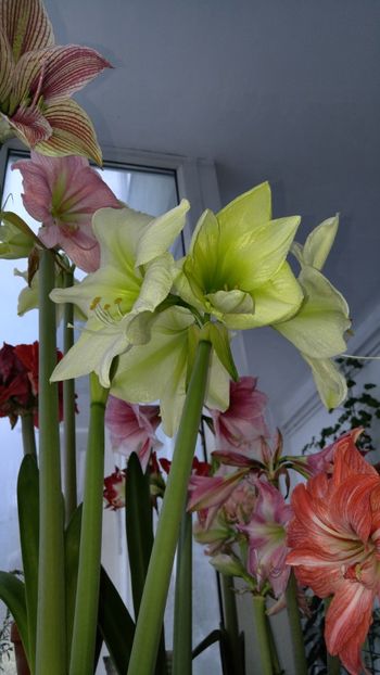  - Hippeastrum 2017 2018