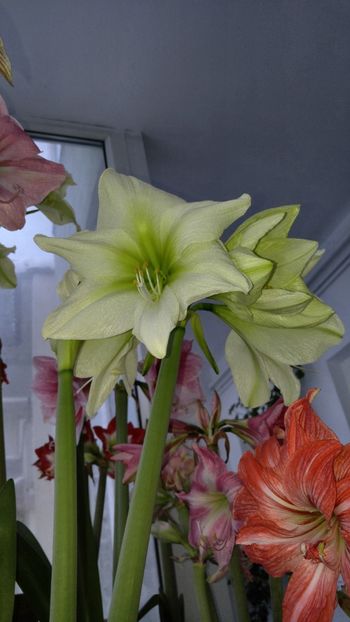  - Hippeastrum 2017 2018