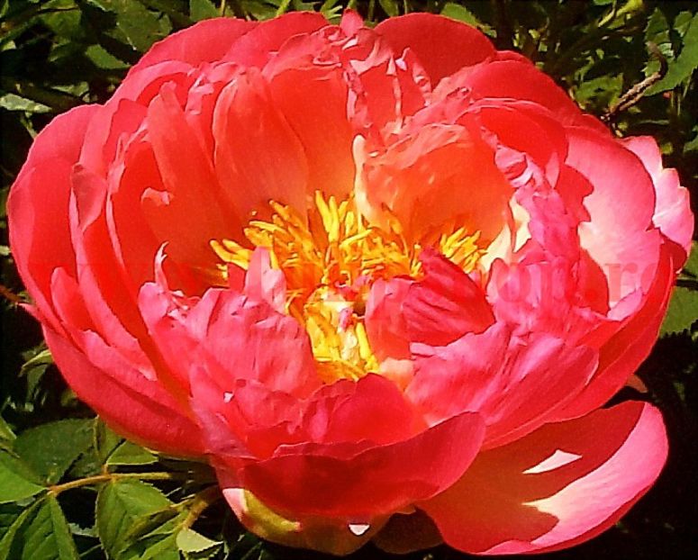 Bulbi Bujori Coral Sunset (Paeonia) - Bulbi Flori Primavara 2018