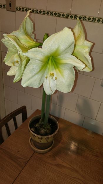  - lemon lime si lemon star ian 2018