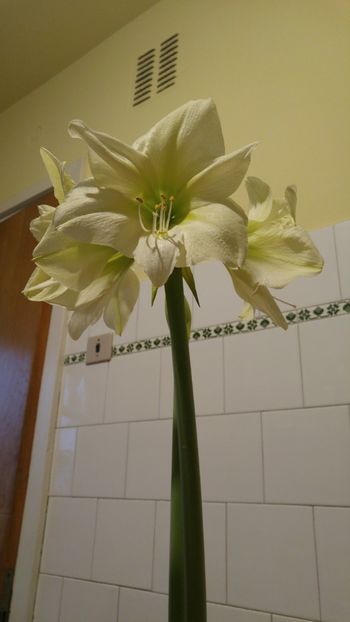 lemon star - lemon lime si lemon star ian 2018