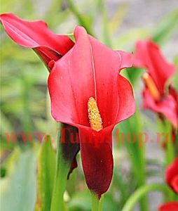 Bulbi Cala Red Alert (Zantedeschia) - Bulbi Flori Primavara 2018