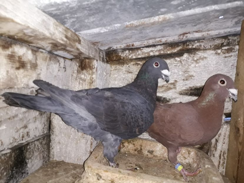 M2016-F2017 - 7-Perechi 2018