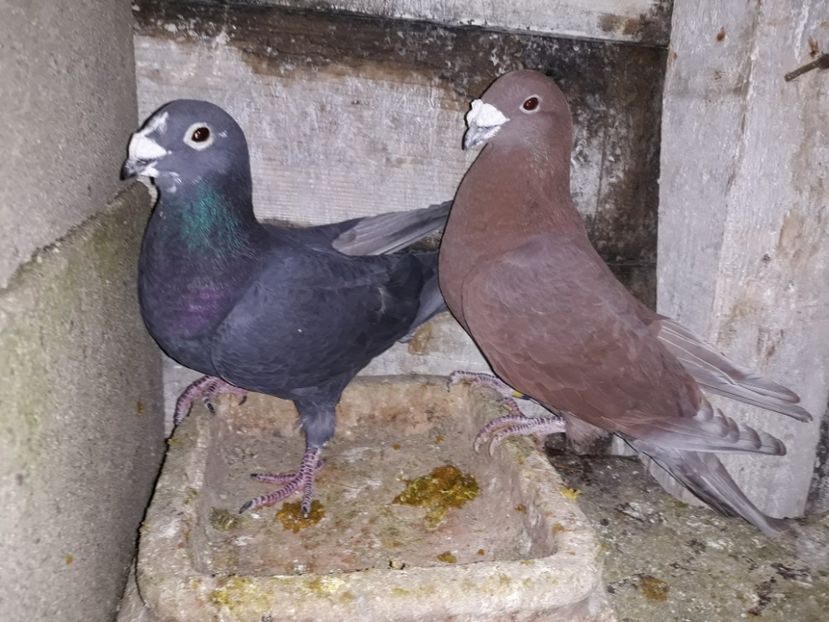 Pereche 2015 - 7-Perechi 2018