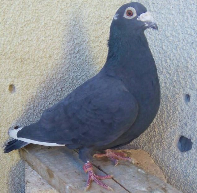 Mascul 2013-983....-Targoviste - Porumbei vanduti