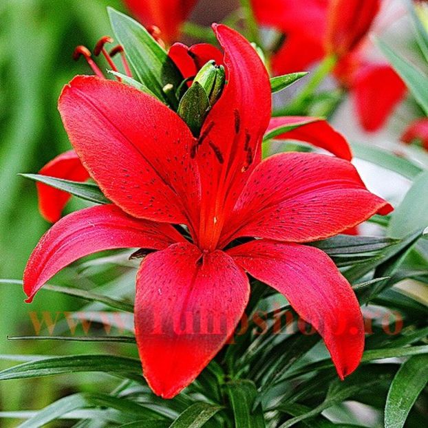 Bulbi Crin Diabora (Lilium) - Bulbi Flori Primavara 2018