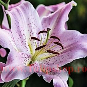Bulbi Crin Josephine (Lilium) - Bulbi Flori Primavara 2018