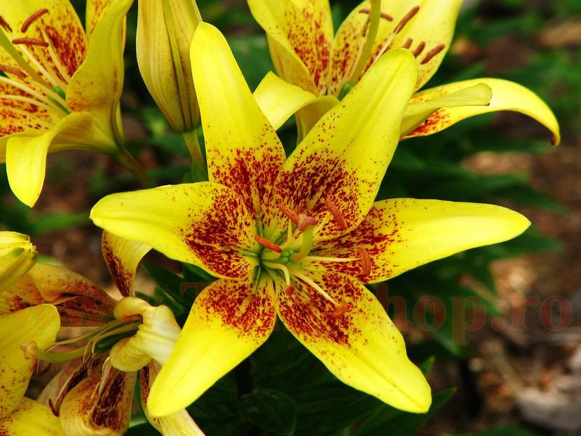Bulbi Crin Latvia (Lilium) - Bulbi Flori Primavara 2018