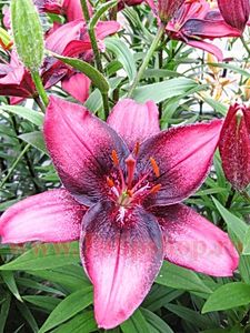 Bulbi Crin Purple Eye (Lilium) - Bulbi Flori Primavara 2018