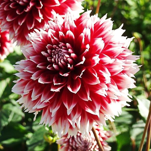 Bulbi Dalia Red and White Fubuki (Gherghina) - Bulbi Flori Primavara 2018
