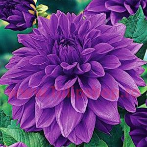 Bulbi Dalia Lilac Time (Gherghina) - Bulbi Flori Primavara 2018