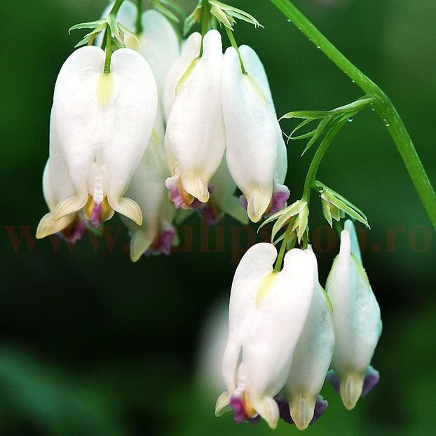 Bulbi Dicentra Formosa Aurora (Cerceii Doamnei) - Bulbi Flori Primavara 2018