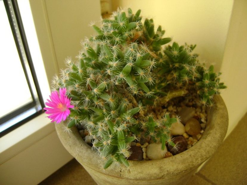 19 ian. 2018: Trichodiadema densum - Flori in plina iarna