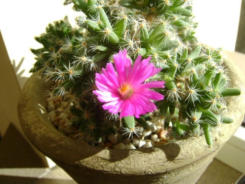 Trichodiadema densum - Suculente 2018