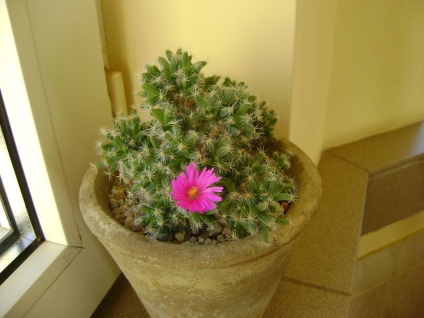 Trichodiadema densum - Suculente 2018