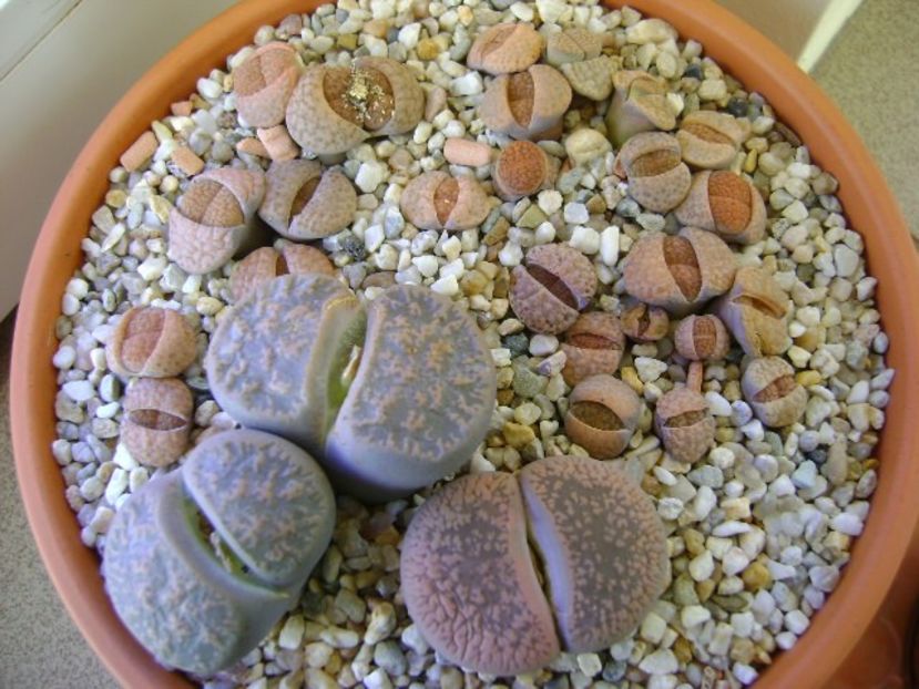 Lithops - Suculente 2018