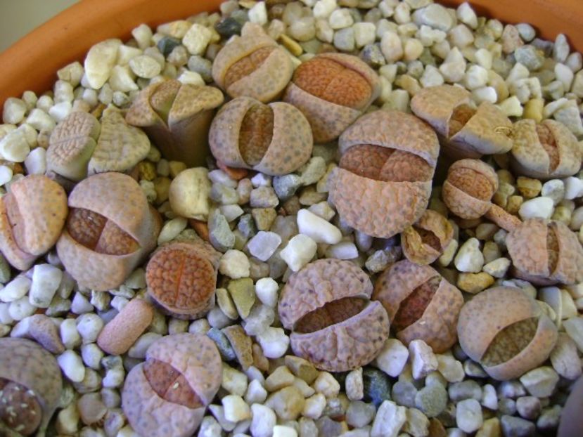 Lithops - Suculente 2018